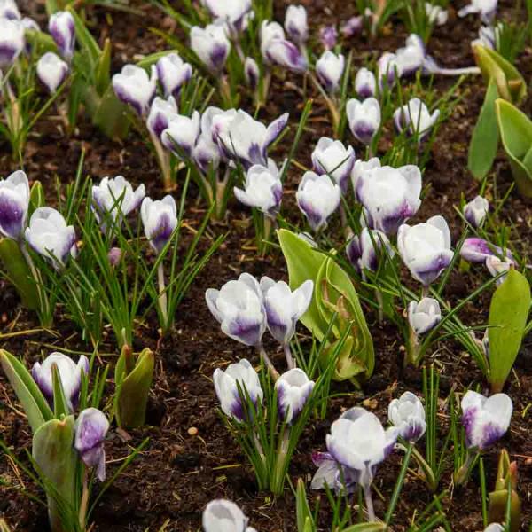 Bulbes à fleurs à planter à l'automne - Crocus Prins Claus (x20) - face recto
